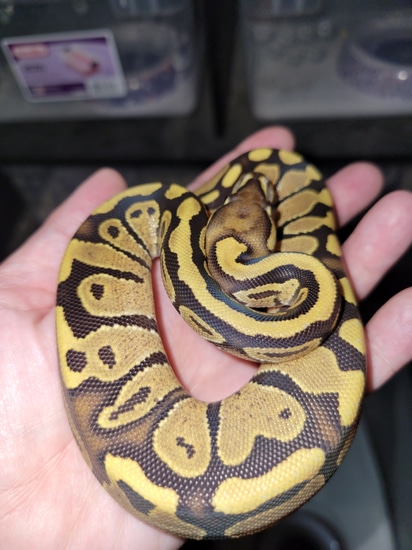 Double Bell Python Stock 2022 Yellowbelly, Double Het Albino, Pied Ball Python by TookHisBallz ...