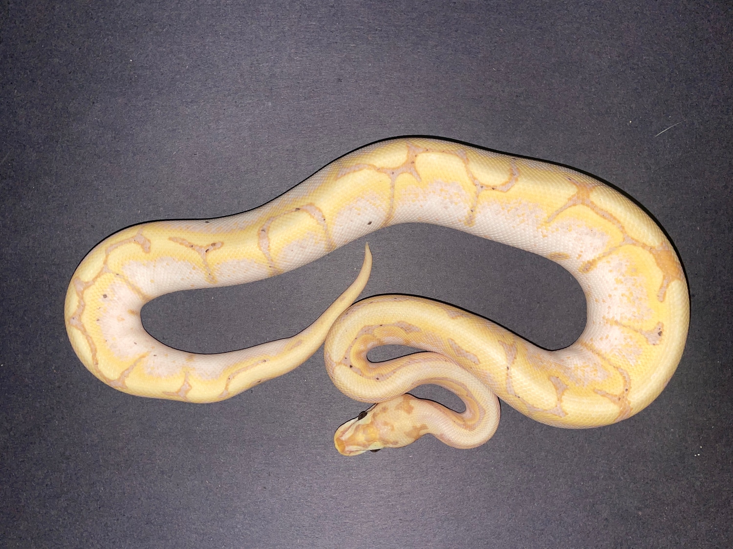 Banana Bumblebee Het Vpi Axanthic Ball Python by Damien’s pythons and