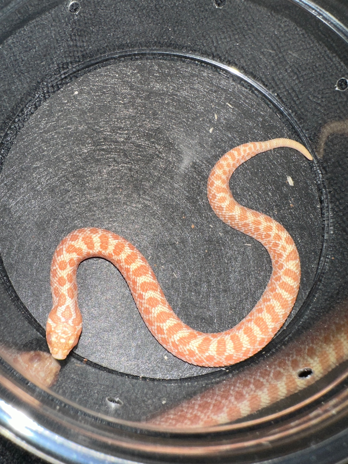 Albino Arctic Het Lav Western Hognose by Damien’s pythons and boas ...