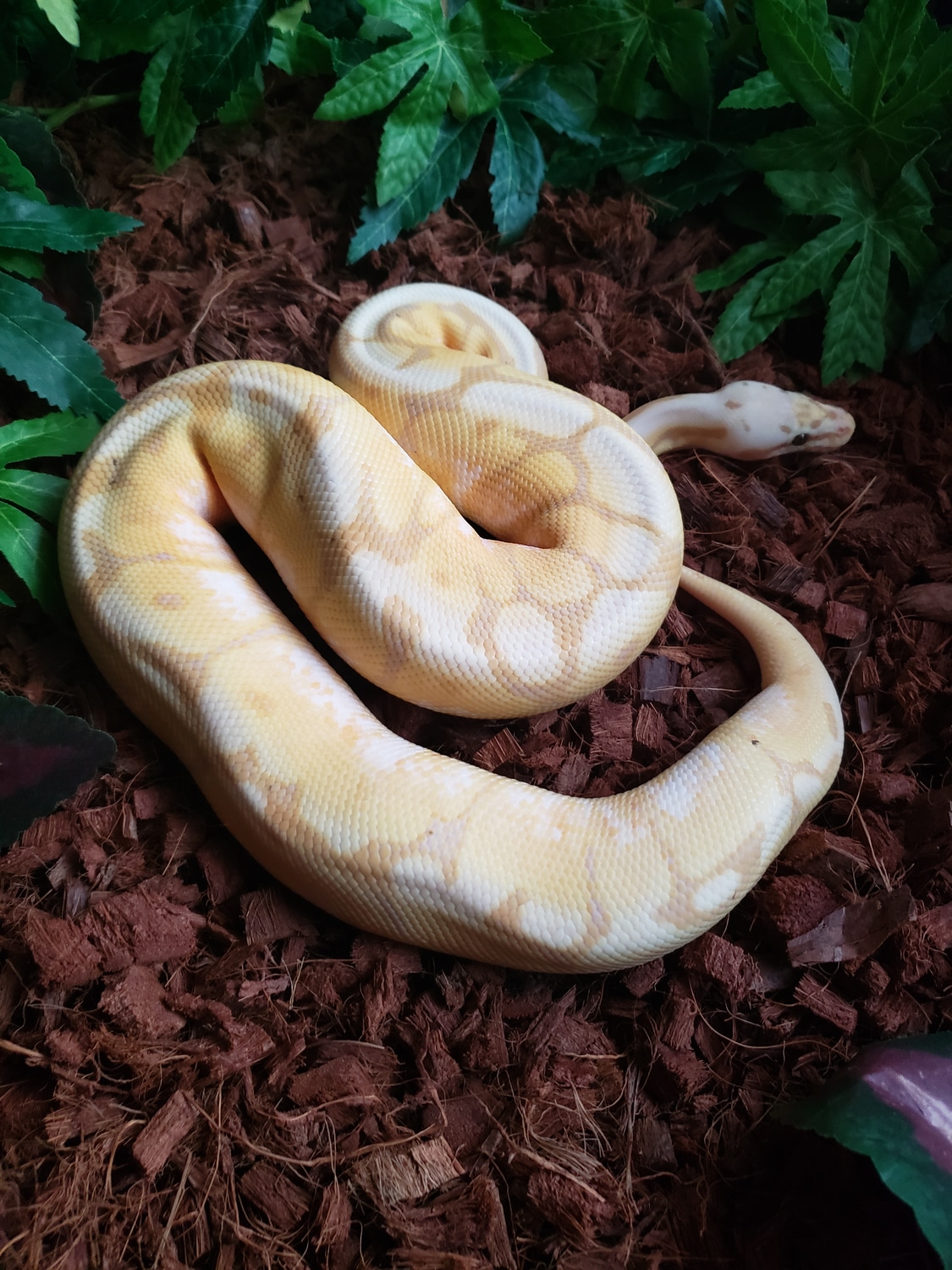 Bamboo Banana Spider Ball Python by Lady Lindsay & Dammit Dave's Demon