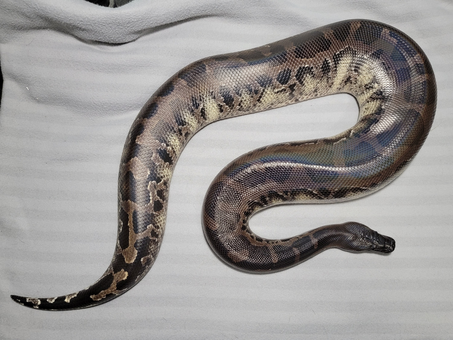 Black Head Sumatran Short Tail Sumatran Short-Tailed Python by Lady ...