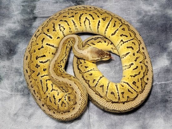 Trick Lemonblast Ball Python by Lady Lindsay & Dammit Dave's Demon Seeds