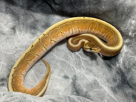 Spinner Special Ball Python by Lady Lindsay & Dammit Dave's Demon Seeds
