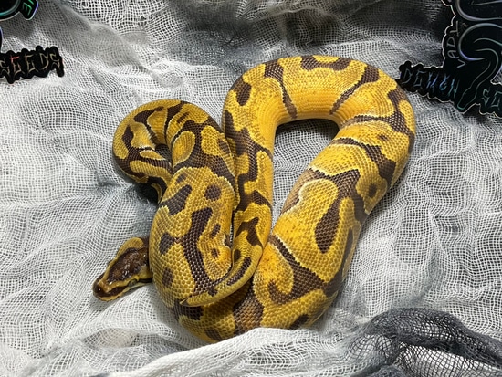 Super Enchi Ball Python by Lady Lindsay & Dammit Dave's Demon Seeds