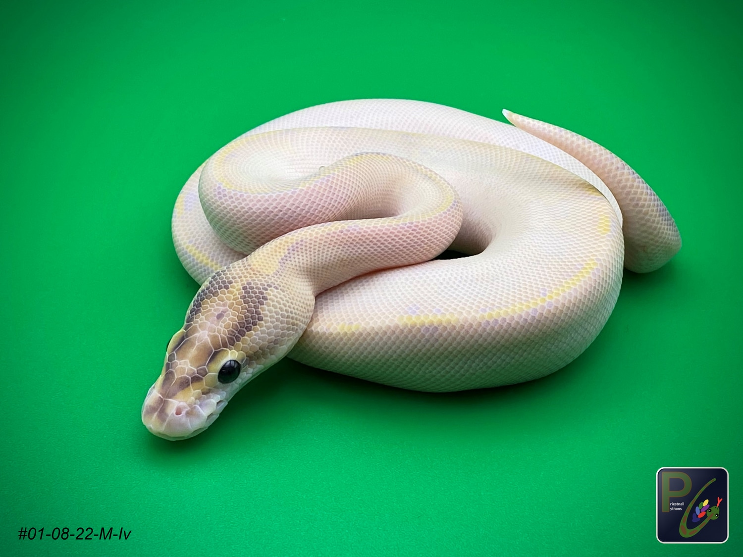 Ivory (Poss OD) Ball Python by Priestnall Pythons - MorphMarket