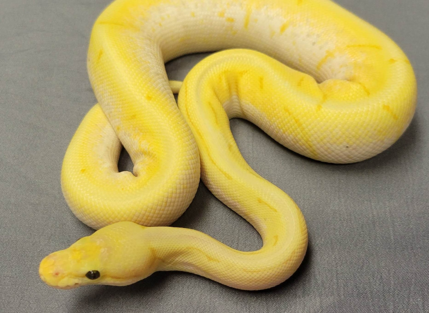 Banana Spinner HetPied Male Ball Python by DM Squeeze Noodles