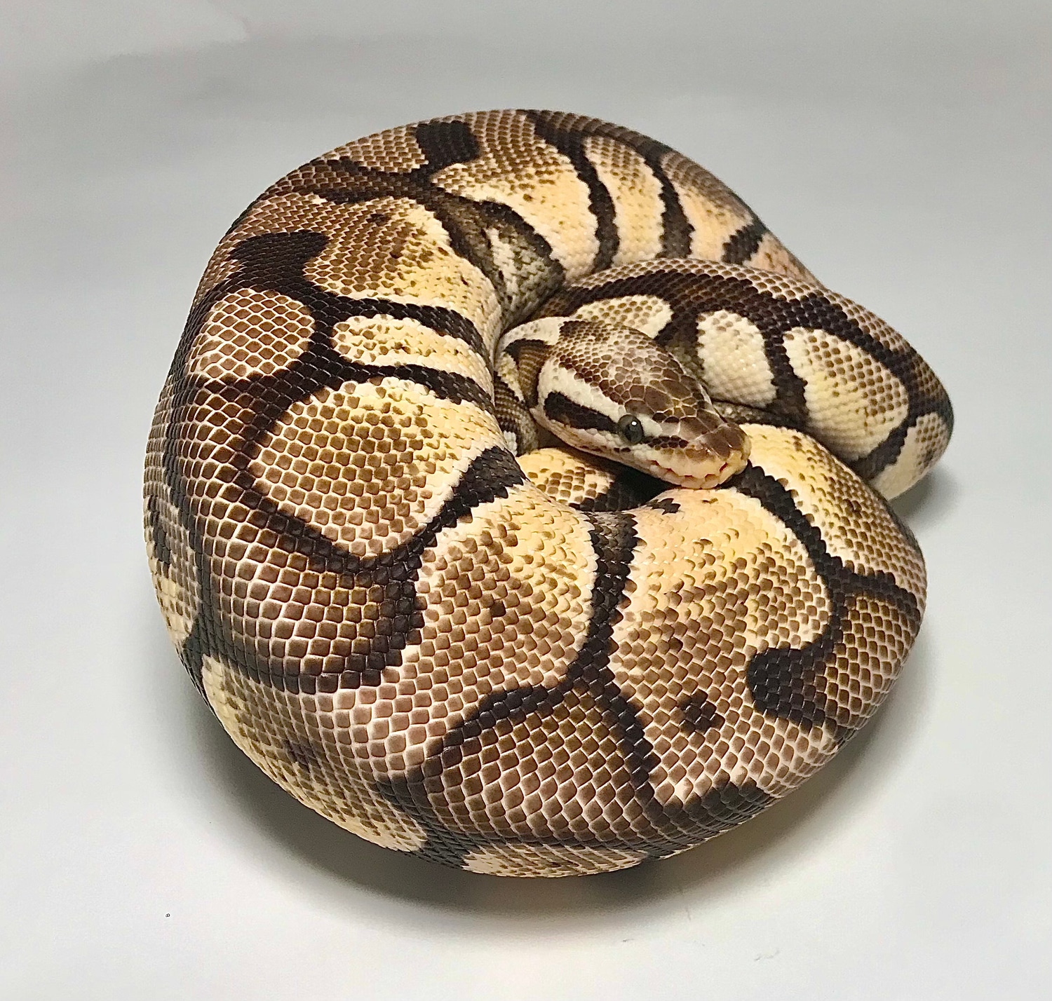 Super Pastel Enchi Ball Python by Mesozotics - MorphMarket