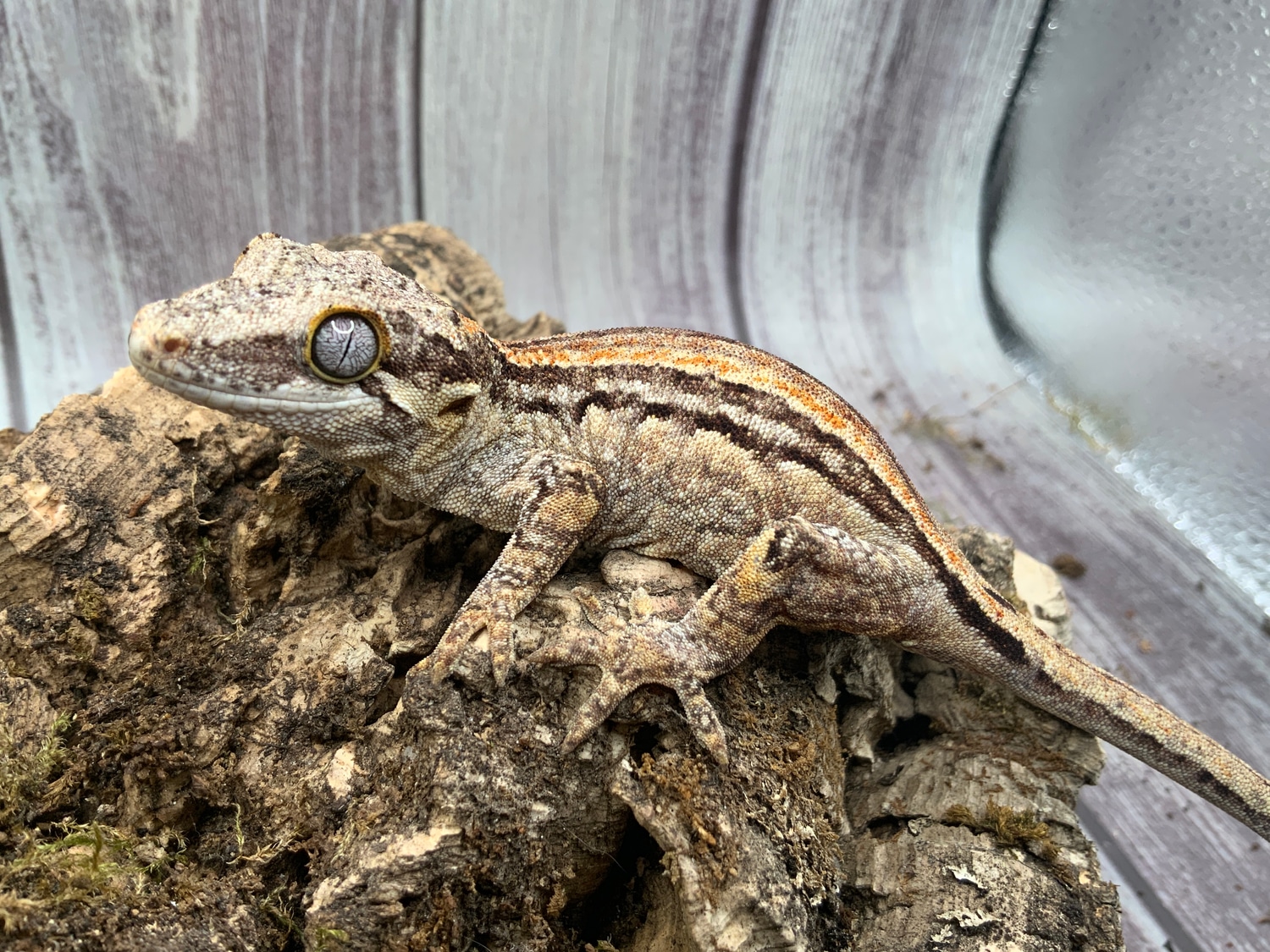 Orange Stripe Juvie Gargoyle Gecko by Danelle's Critters LLC MorphMarket