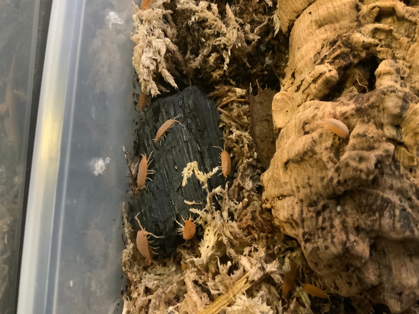 Crested Gecko Bioactive Starter Pack 25 Dwarf White (Trichorhina