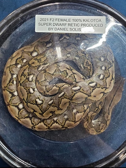 F2 100% Kalatoa Super Dwarf Reticulated Python by Powder Keg Pythons LLC