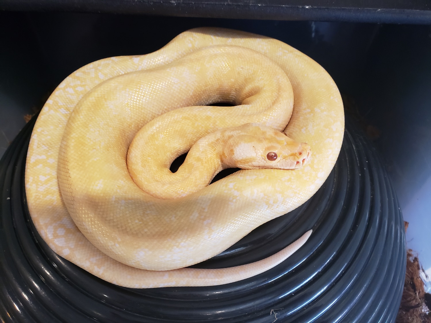 Granite Albino Burmese Python by 760 Reptiles - MorphMarket