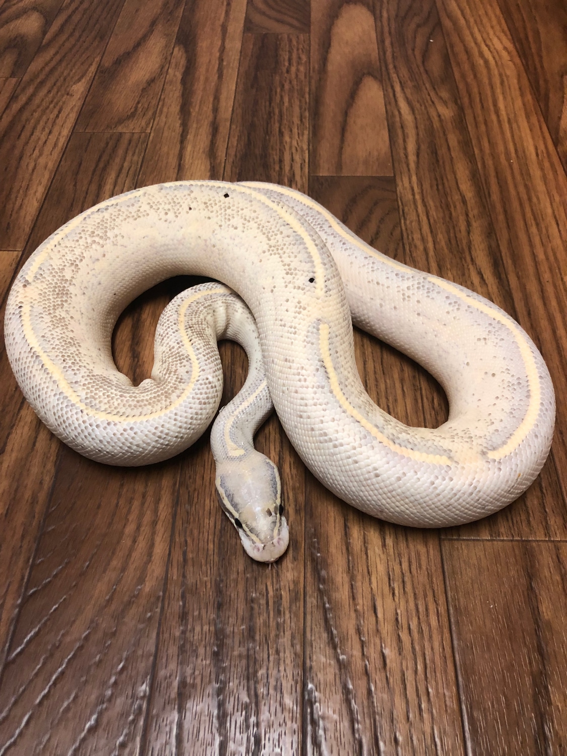 PRICE REDUCED!! Proven Highway Ball Python by Dz Ballz and Boaz
