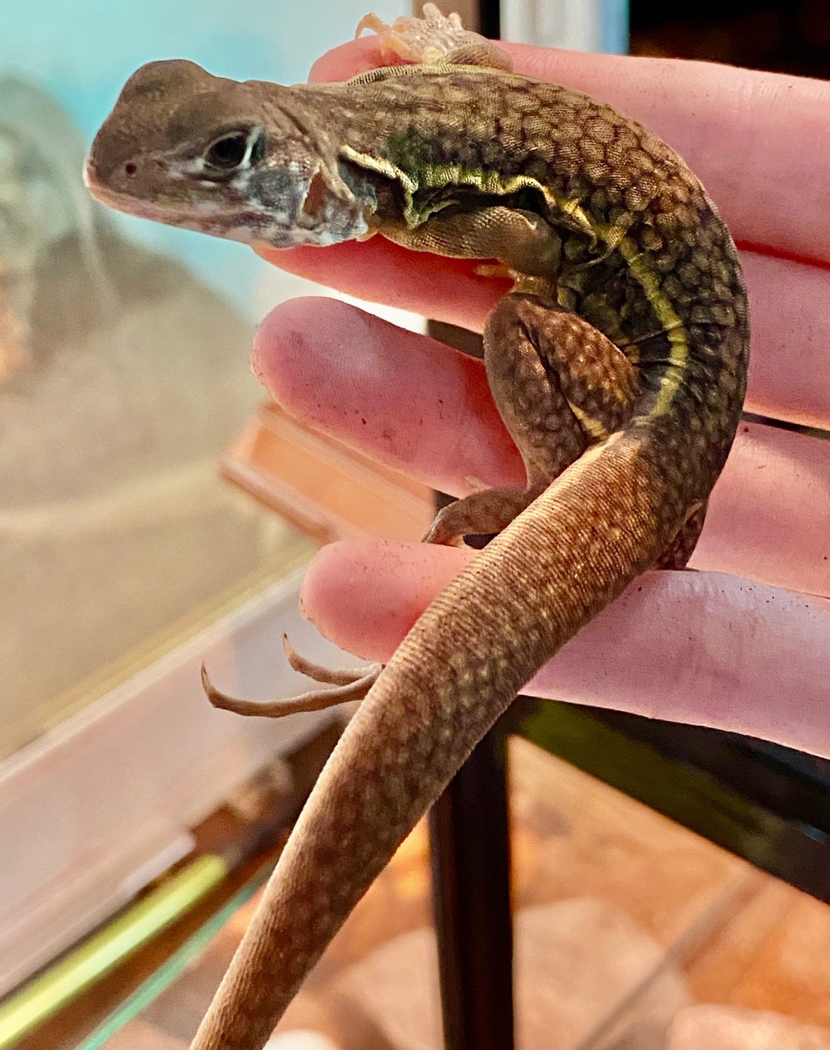 L. Ngovantrii “Butterfly Agama” Other Lizard by Danizard MorphMarket