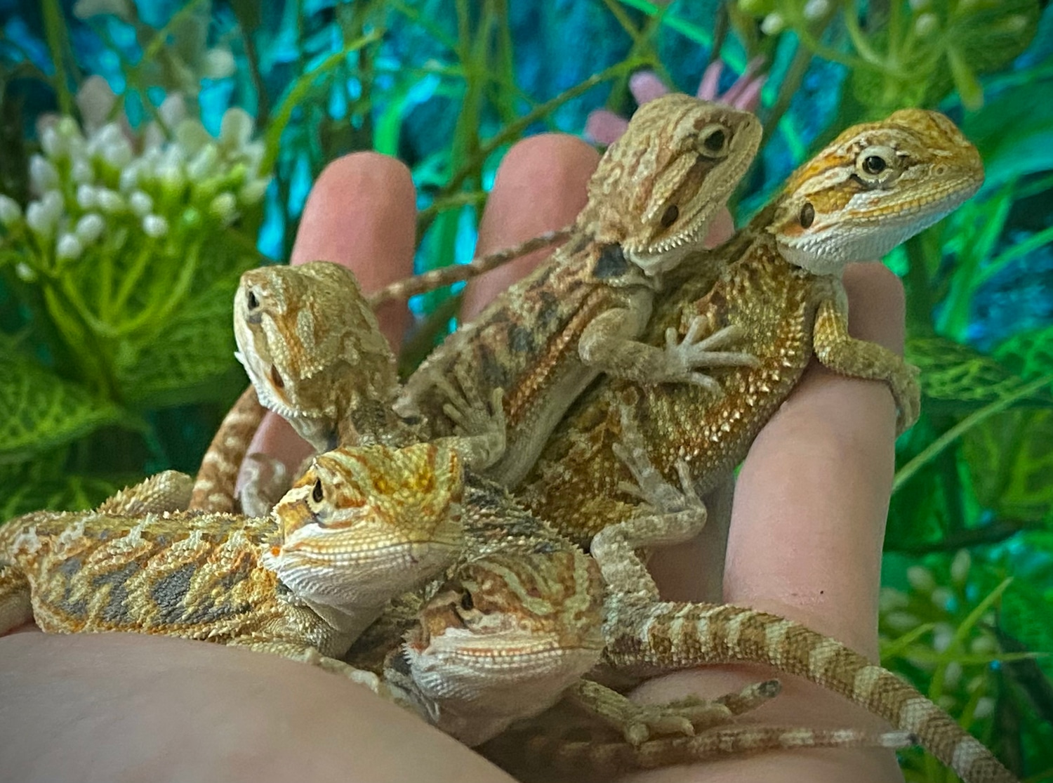 Wholesale Group Of 5 Hypos! Central Bearded Dragon by Danizard