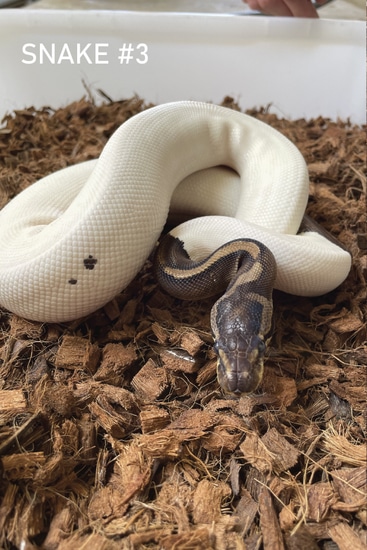 Pie Bald/Black Pastel 550G Ball Python by Dan's Ball Pythons