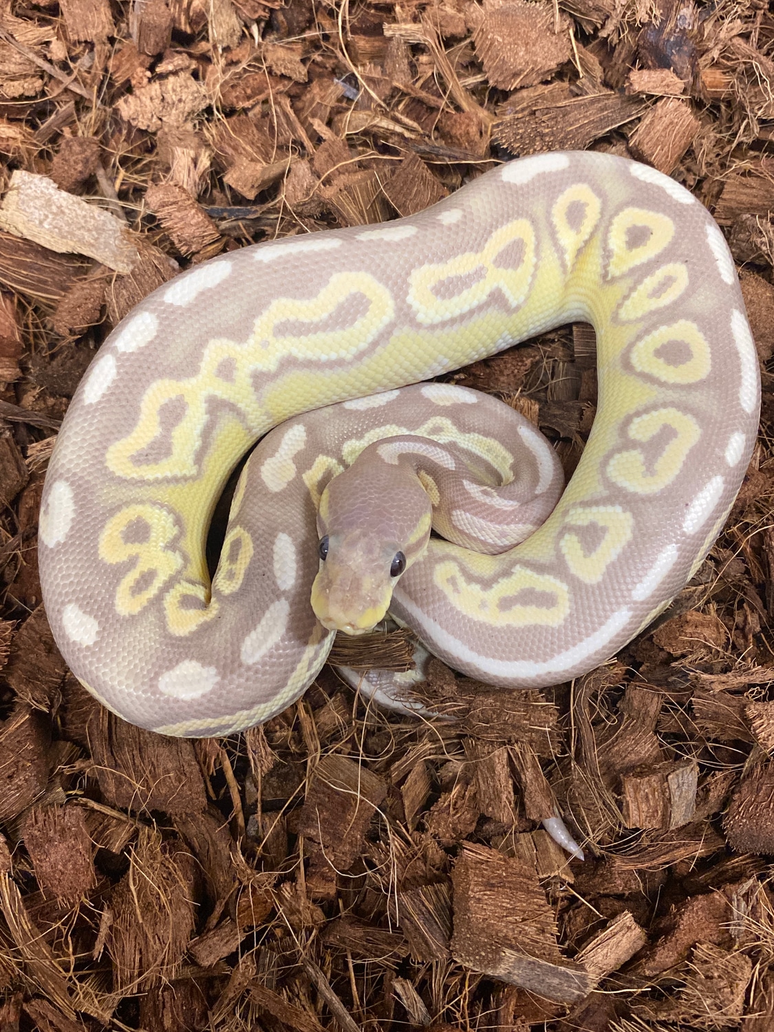 Banana Black Pastel Ball Python by KD Reptilez MorphMarket