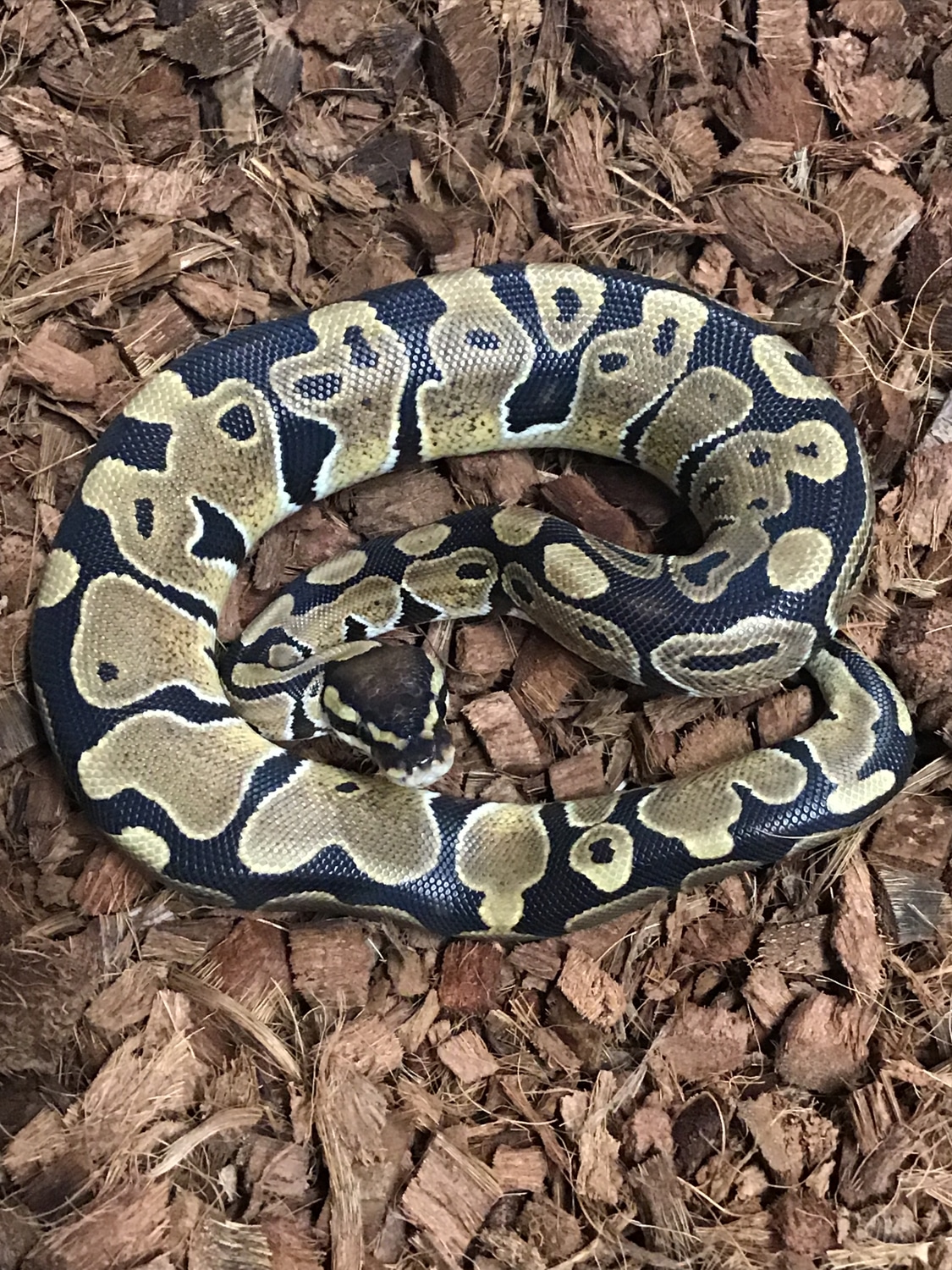Normal Ball Python by KD Reptilez - MorphMarket
