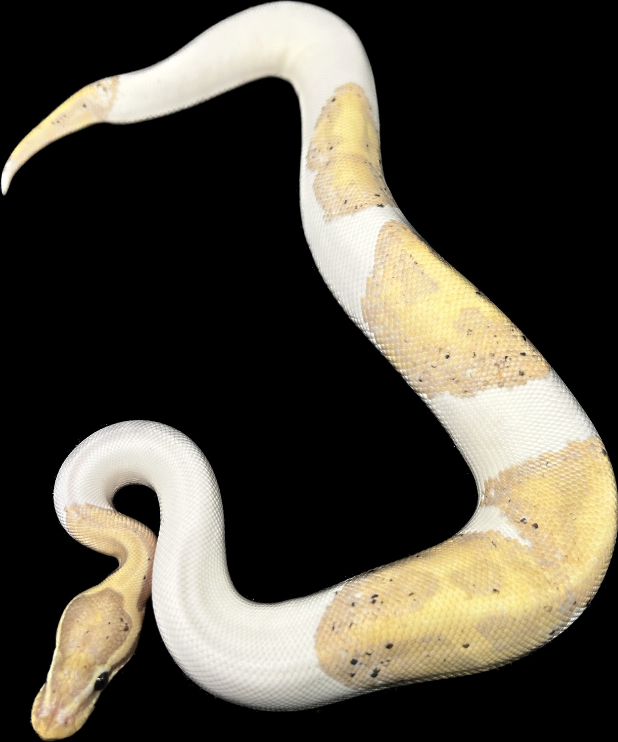 Banana Piebald Ball Python by KD Reptilez MorphMarket