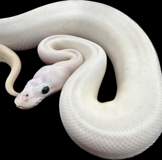 Pastel Spied Ball Python by KD Reptilez