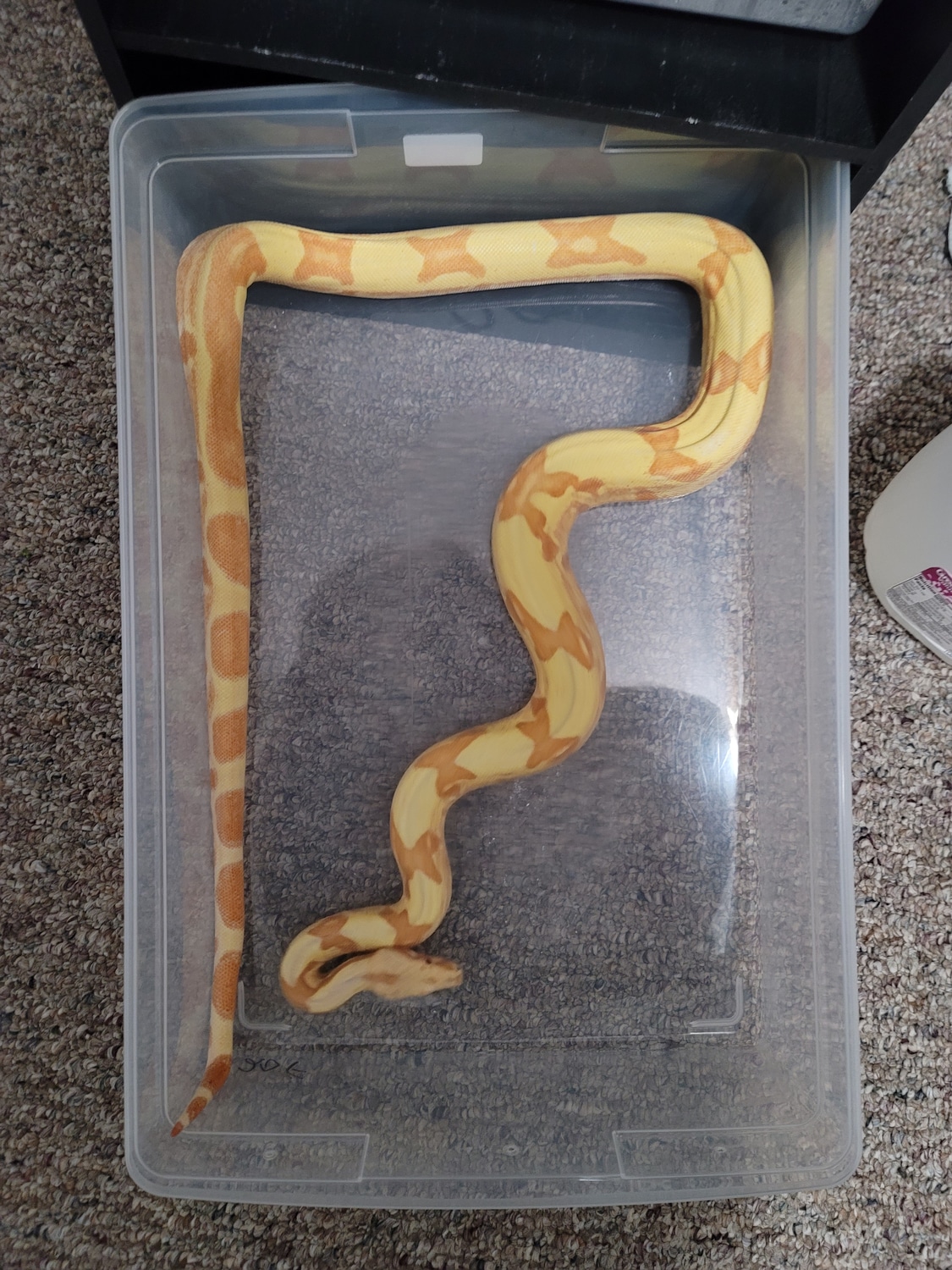 2023 Lipstick Sunglow Jungle Boa Constrictor by Dan Madden's Reptiles MorphMarket