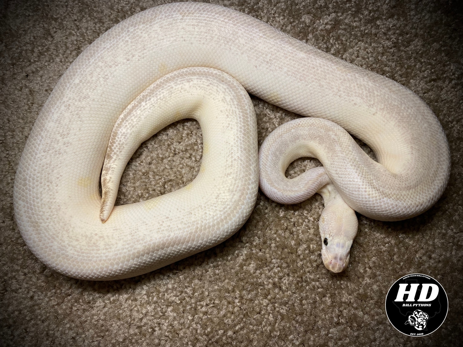 Pastel Lesser Clown Ball Python by HD Ball Pythons - MorphMarket