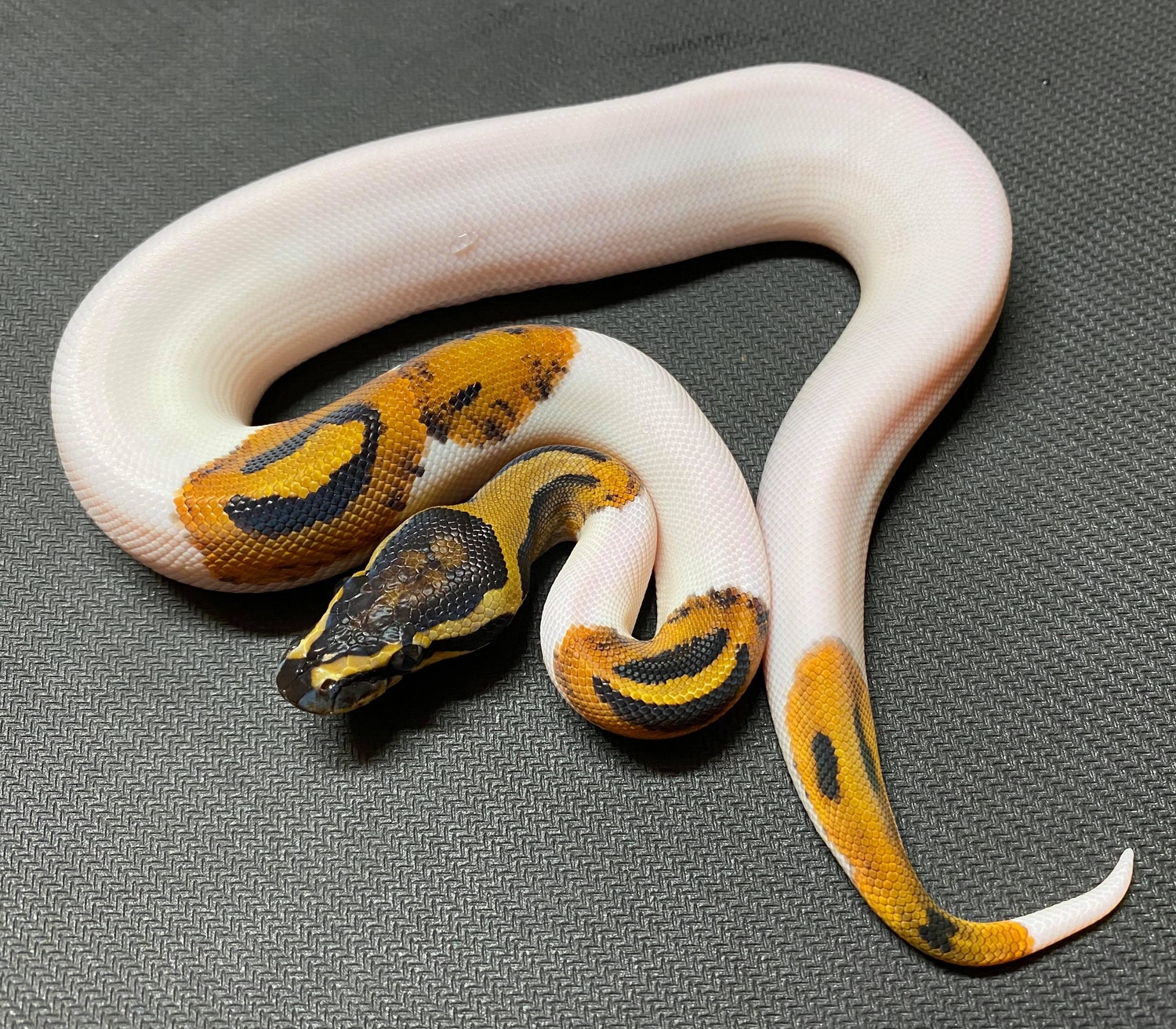 High White Pied Ball Python by HD Ball Pythons - MorphMarket