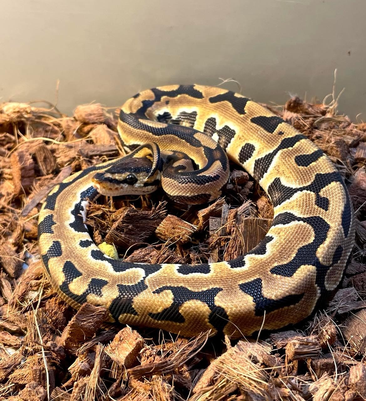 Puzzle Ball Python by HD Ball Pythons - MorphMarket