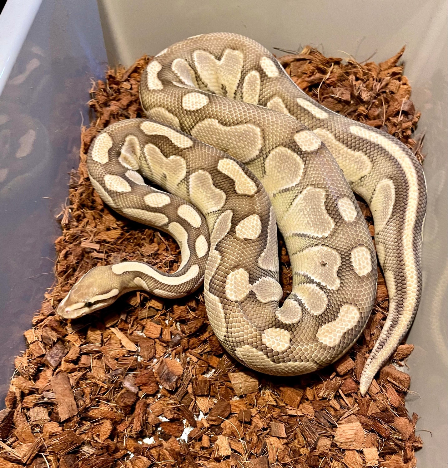 Lesser Ball Python by HD Ball Pythons - MorphMarket