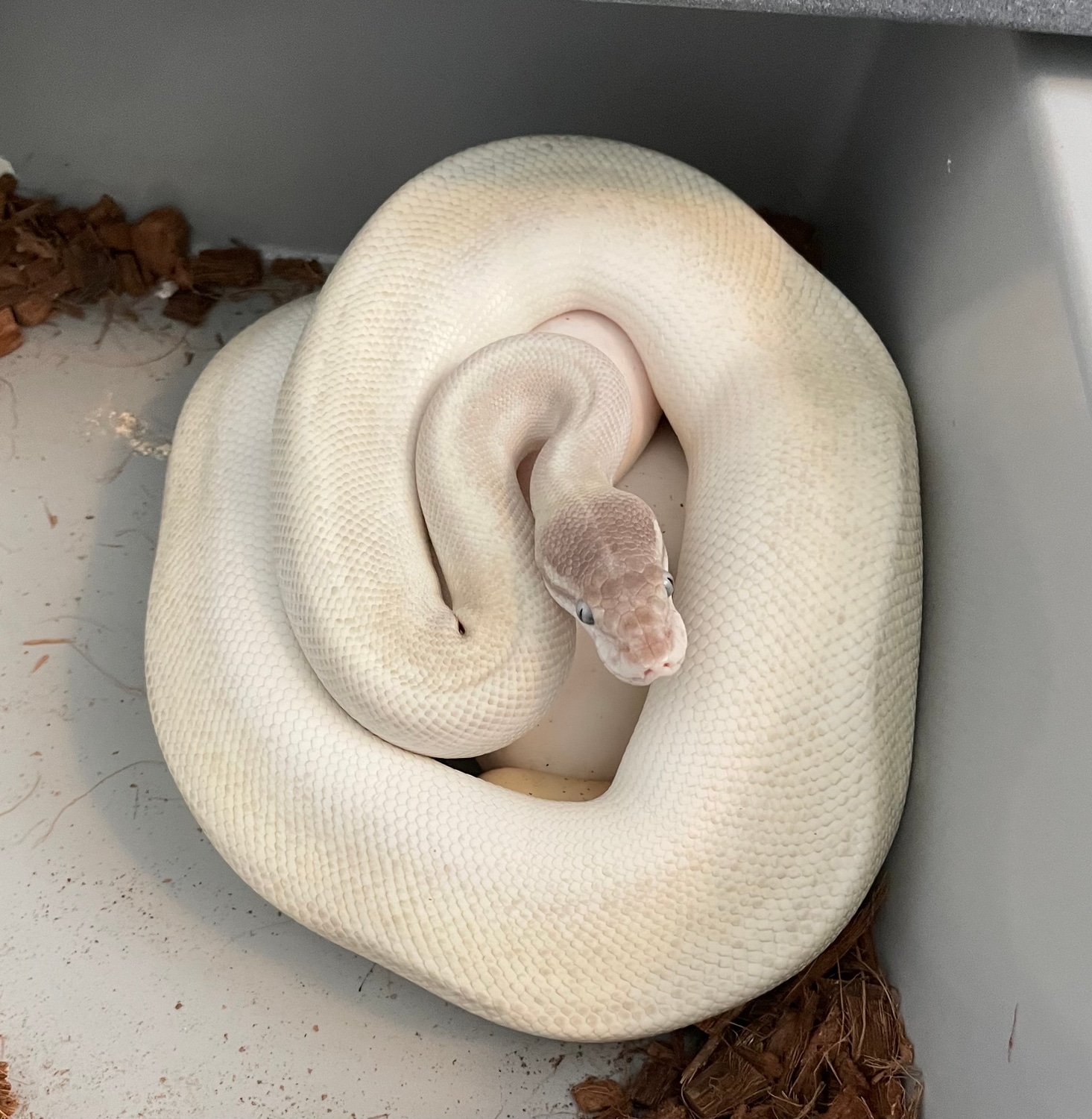 BEL Super Mojave Ball Python by HD Ball Pythons - MorphMarket