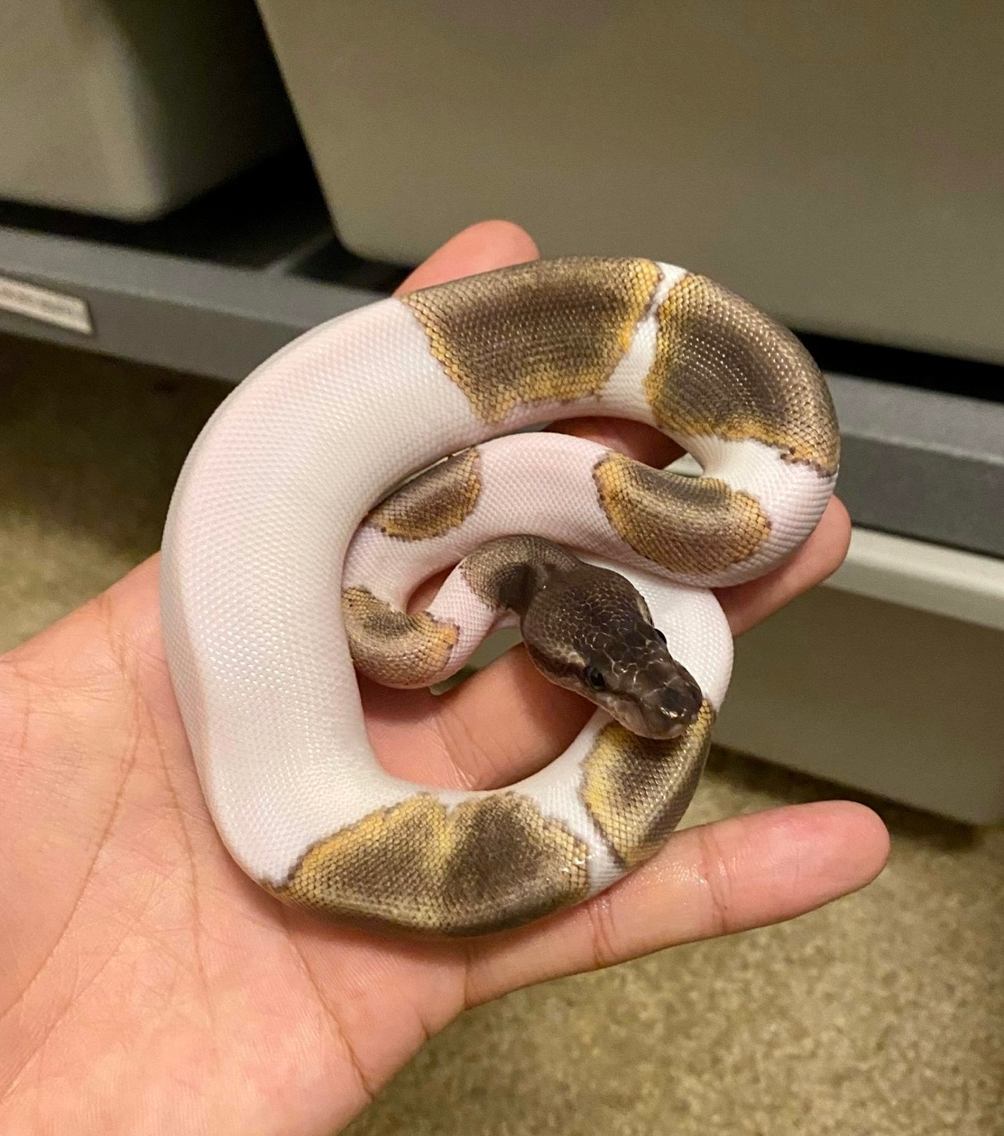 Mojave GHI Pied Ball Python by HD Ball Pythons - MorphMarket