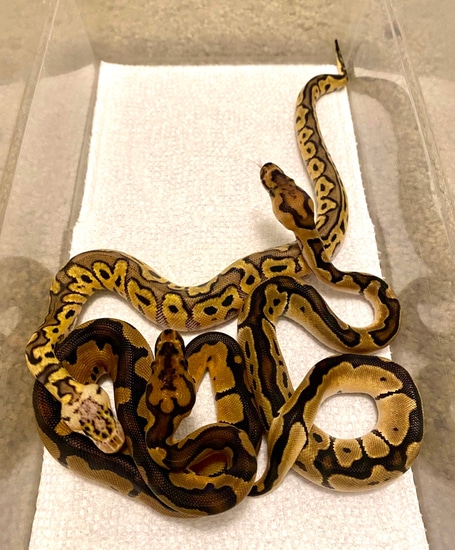 $500 For All Ball Python by HD Ball Pythons