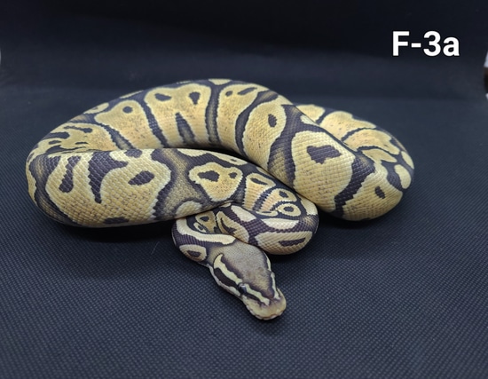 1.1 Pastel Hypo Het DG Ball Python by Chain Reaction Exotics