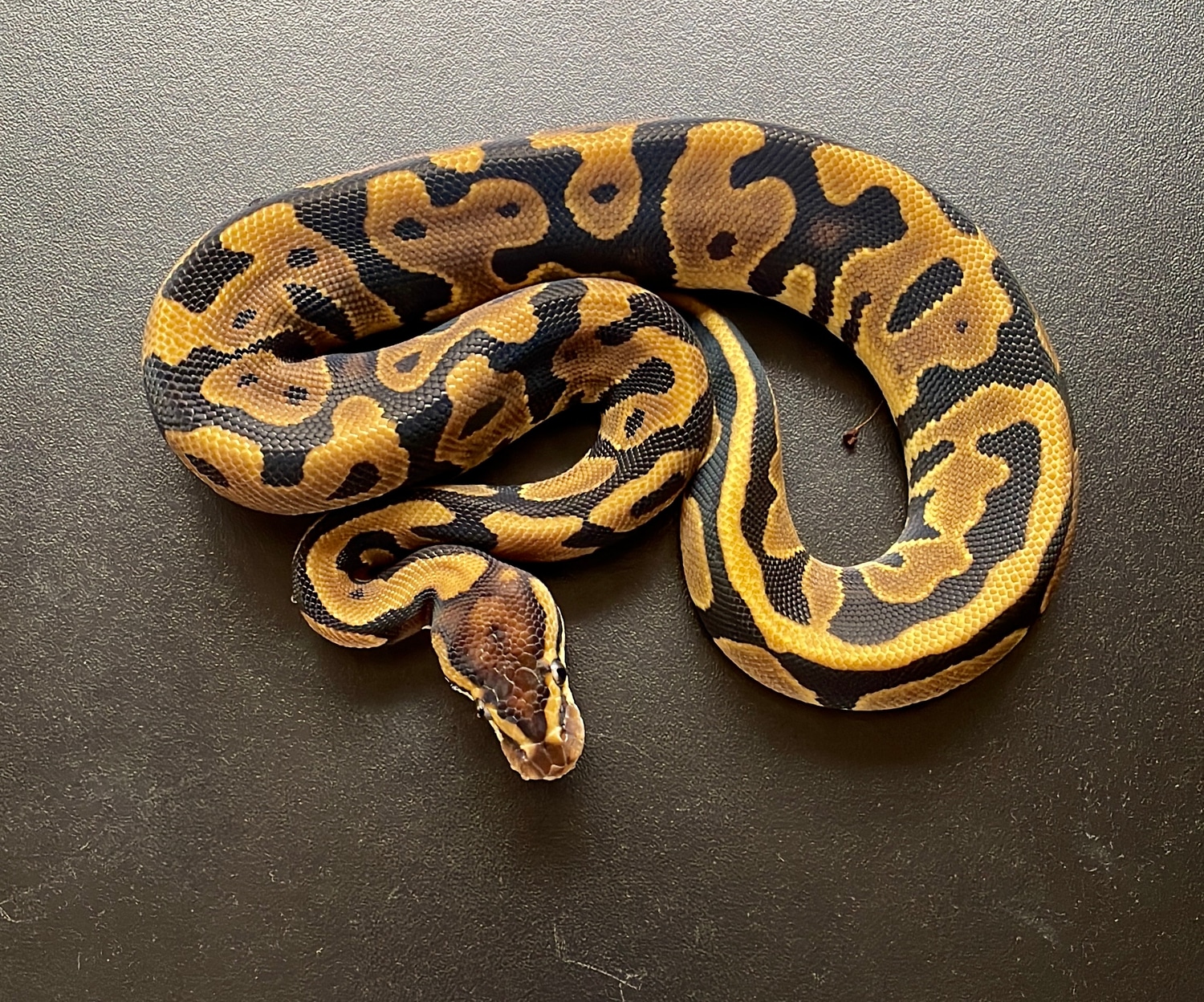 Leopard Ball Python by Slippy Snakes - MorphMarket