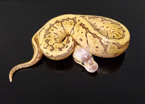 Pastel Disco/Fire Pin (Mojave) -F Ball Python by Missing Link Reptiles