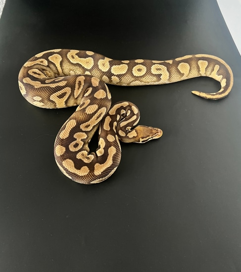 Proven Pastave Yellow Belly Het Desert Ghost Ball Python by Drs Reptiles