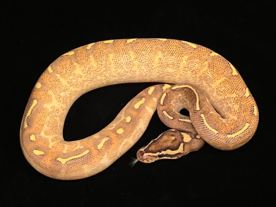 Freeway Enchi 50% Pos Het Clown Ball Python by Balls of DNA