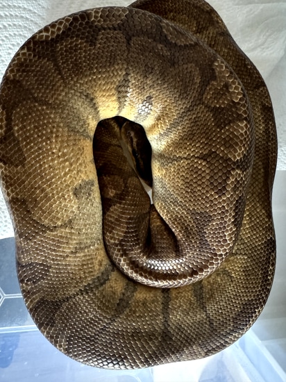 Sunset Ball Python by Dapper Pythons