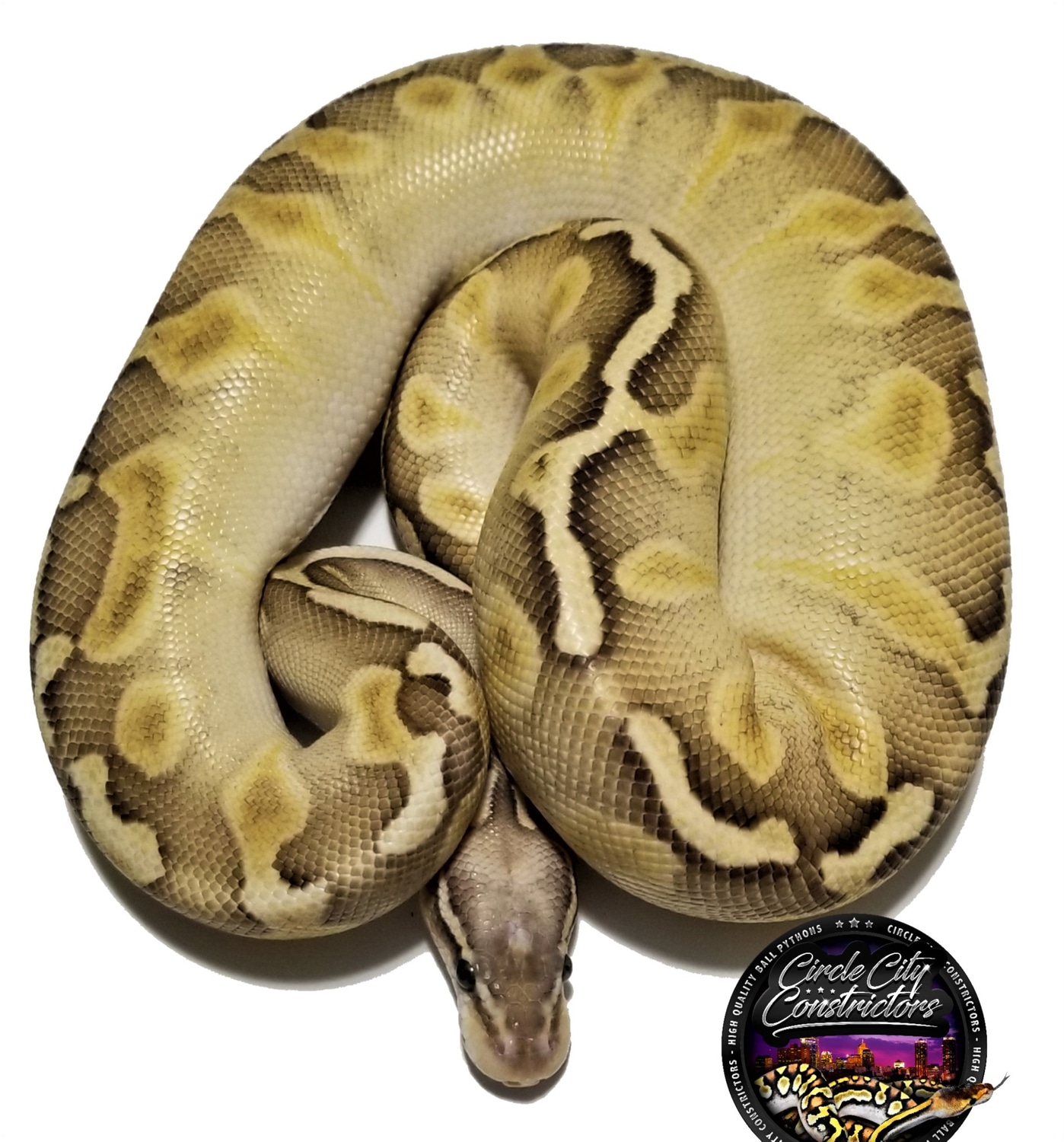 GHI Leopard Lesser Pastel Ball Python by Circle City Constrictors ...