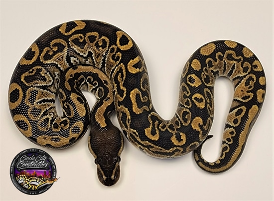 Super Hurricane (Hayabusa) Male Ball Python by Circle City Constrictors