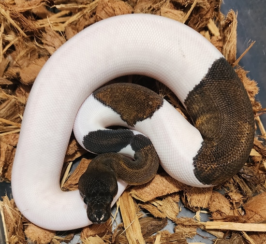 Suma Pied Ball Python by Circle City Constrictors