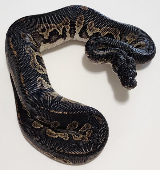Super Black Head Het Pied Pos Het Lavender Albino Ball Python by Circle ...