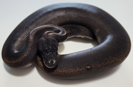 Suma Het Pied Ball Python by Circle City Constrictors