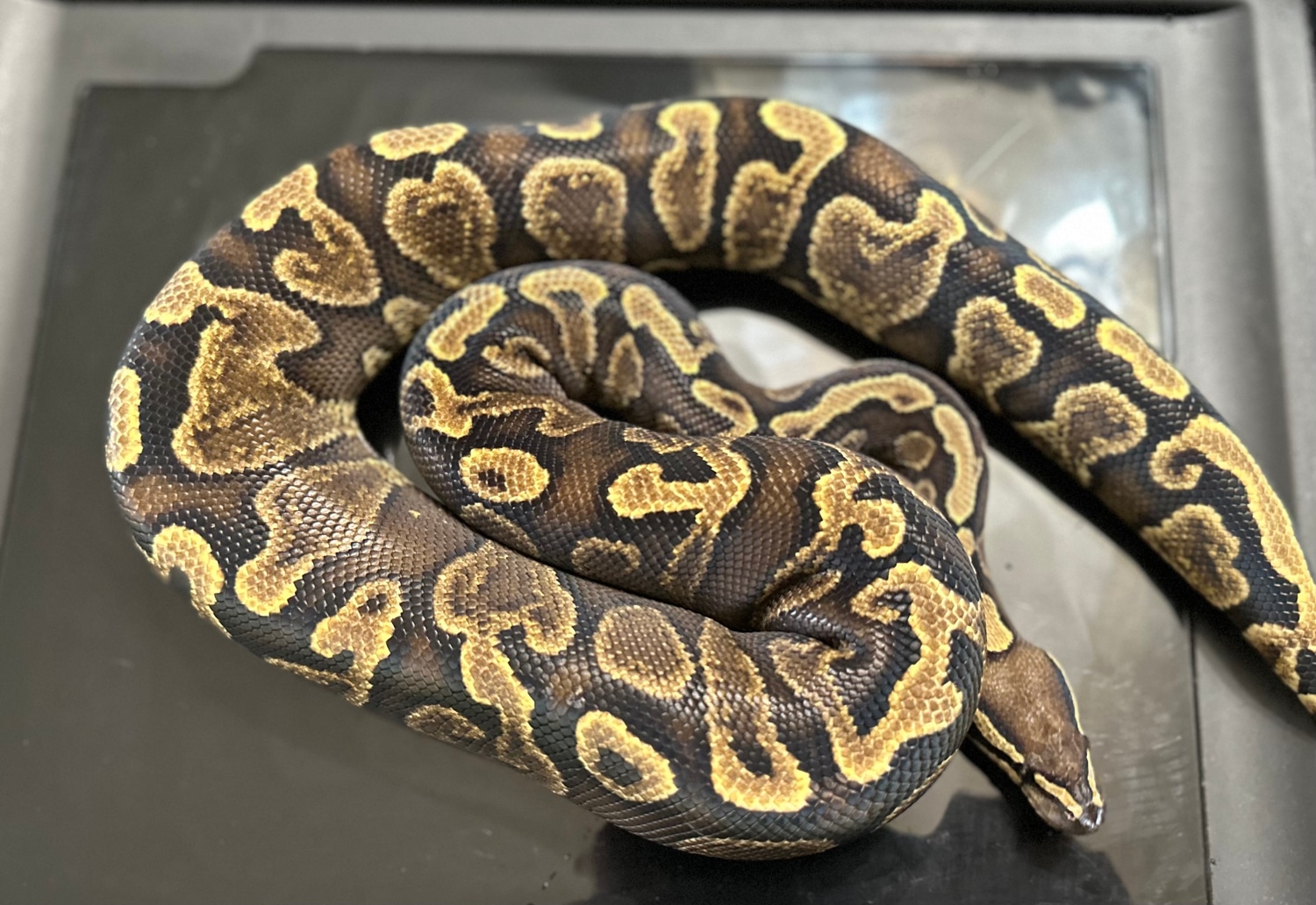 GHI Het VPI Axanthic “poss Yb” Ball Python by Dark Fired Morphs ...
