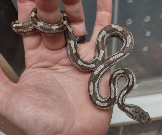 Gulf Hammock Ratsnake Eastern Rat Snake by Darkhorse Herpetoculture