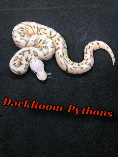 Killer Bee Axanthic Het Clown (Pos Blade) Ball Python by DarkRoom Pythons
