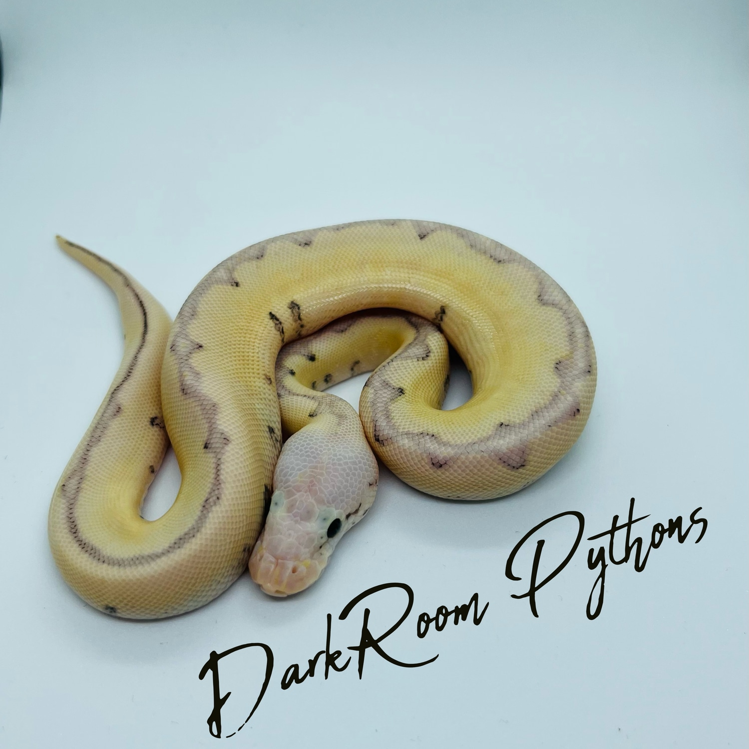 Killer Bee Clown Ph VPI Axanthic Ball Python by DarkRoom Pythons ...
