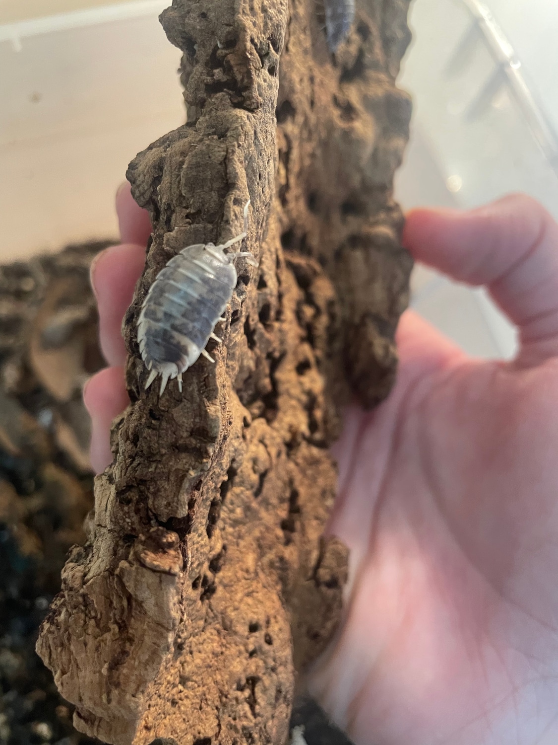 Milk Back Isopod by Lilly’s Escape MorphMarket
