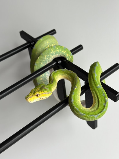 Sorong High Blue Line CBB Green Tree Python by Lilly’s Escape