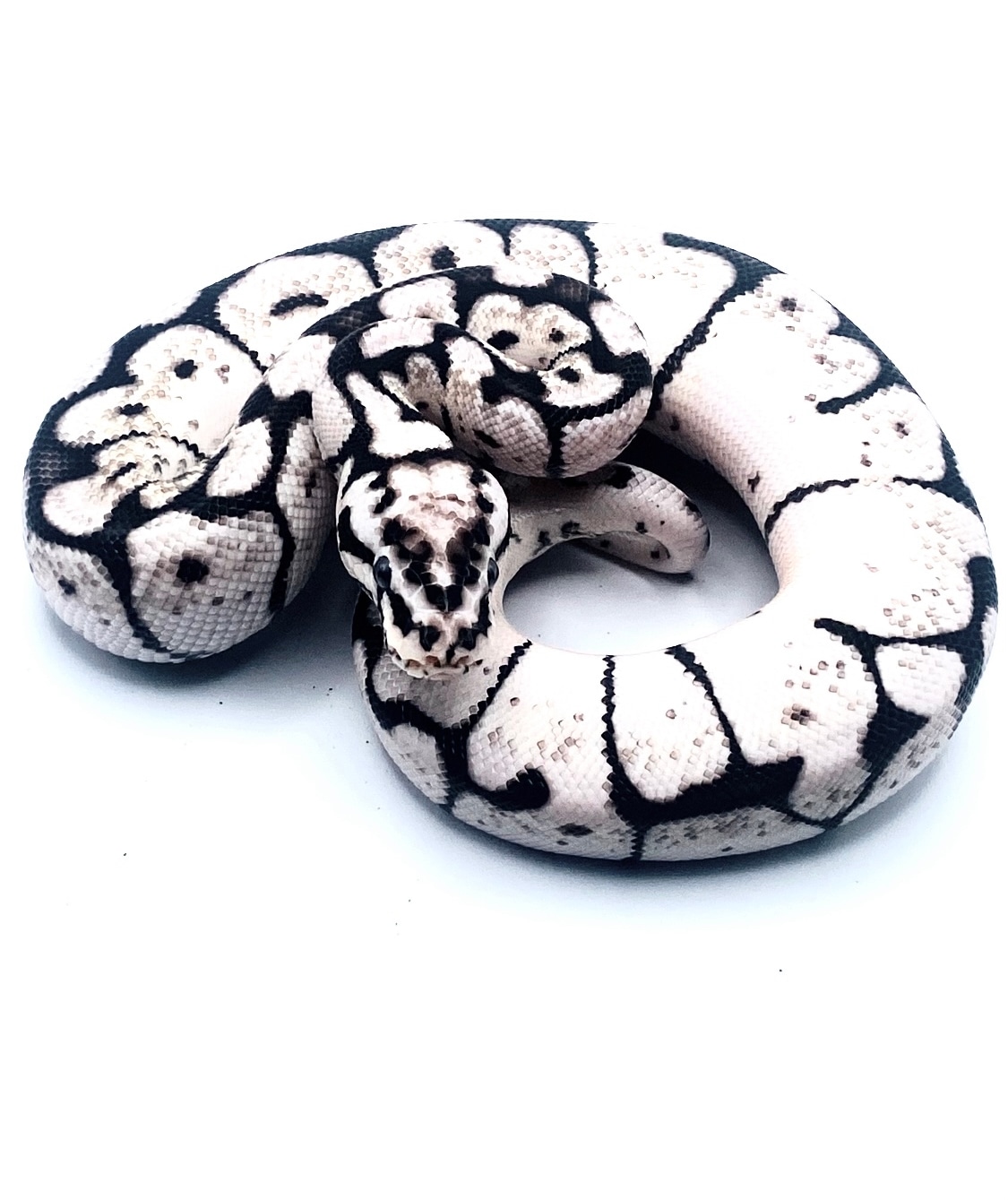 Vpi Zebra Bee Ball Python by Bestballpythons - MorphMarket