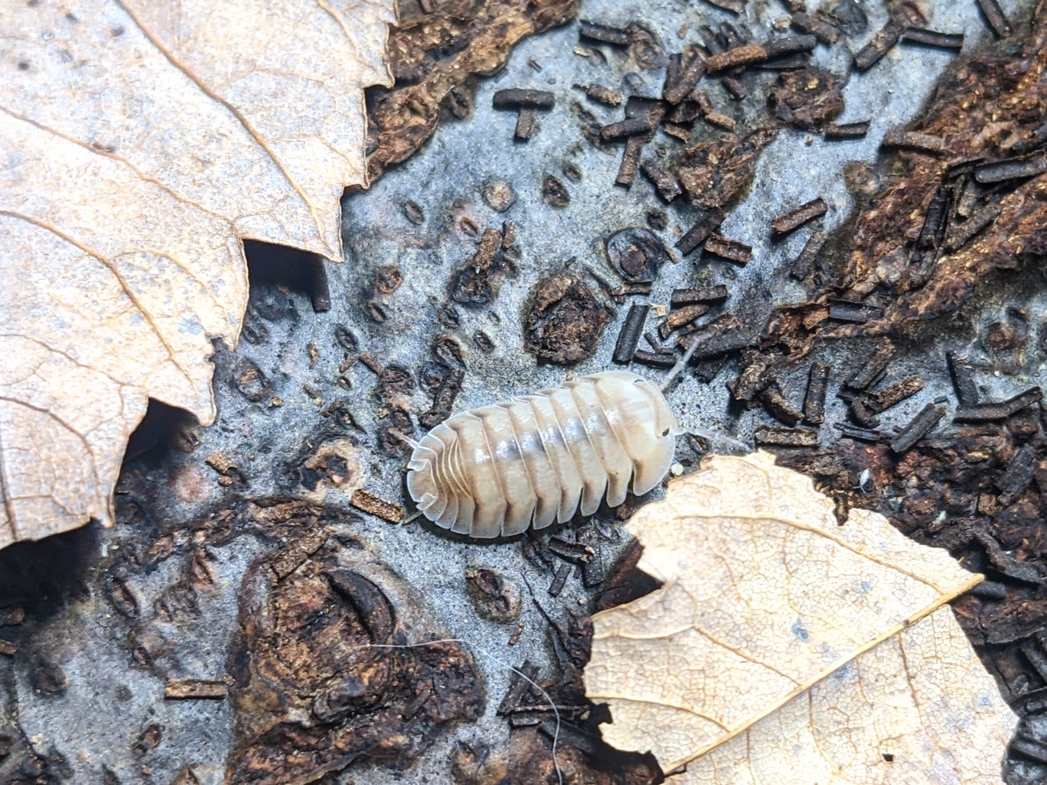 Cubaris Sp. 'white Pigeon' 10ct Isopod by Darwin's Toybox MorphMarket